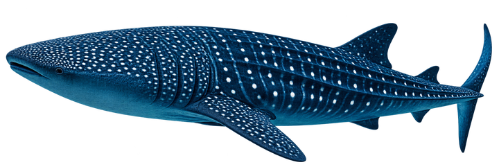 Tiburón Ballena
